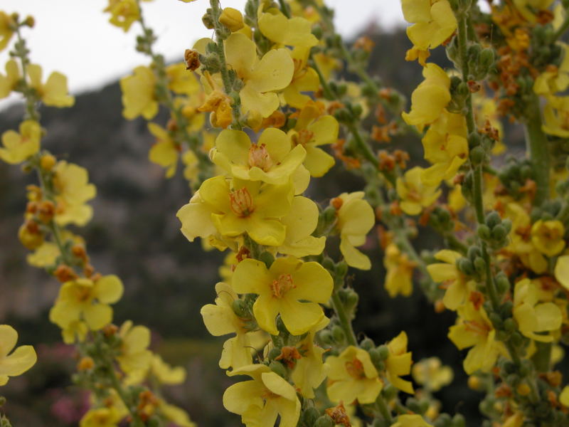 Verbascum pulverulentum / Verbasco a candelabro